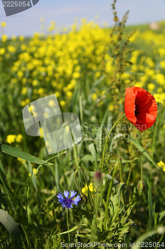 Image of Poppy flower