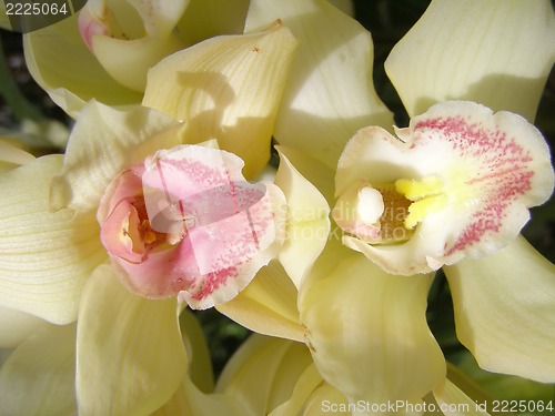 Image of orchid