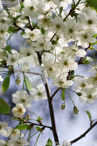 Image of Cherry flower