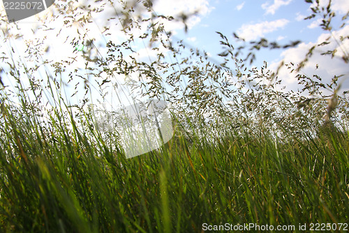 Image of large green grass