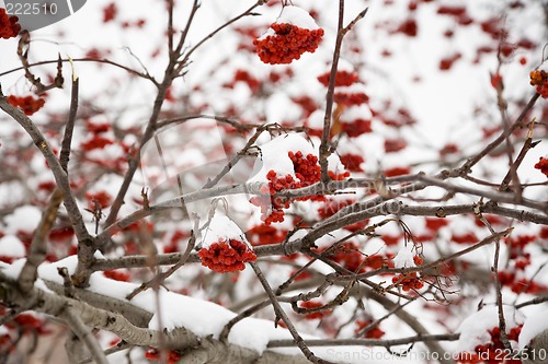 Image of Ashberry under snow