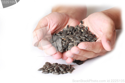 Image of Sunflower Seeds 