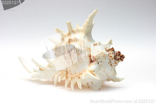 Image of  sea shell