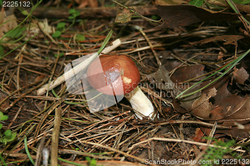 Image of mushroom