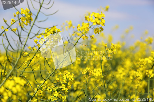 Image of rape field