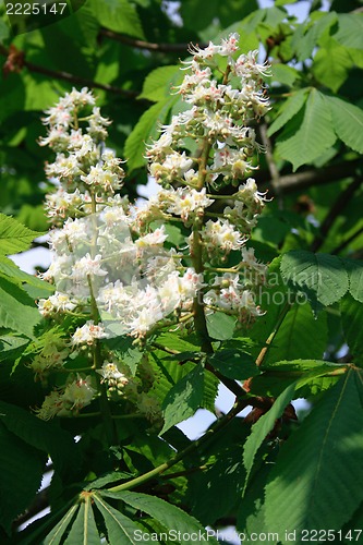 Image of Chestnut flowers