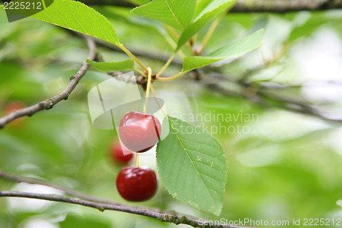 Image of cherries