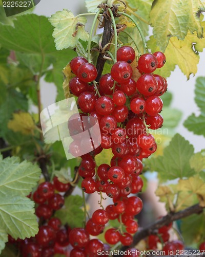 Image of Red currant