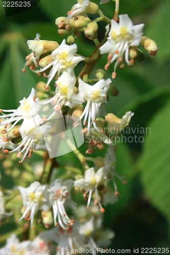 Image of Chestnut flowers