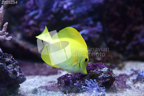 Image of yellow fish