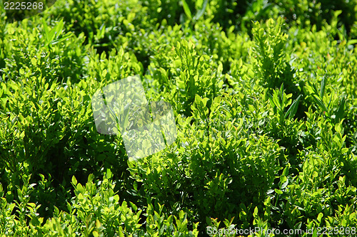 Image of bilberry
