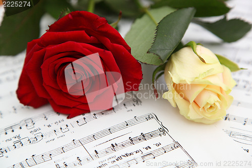 Image of red and white rose 