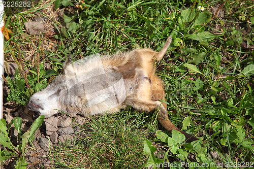 Image of Meerkat