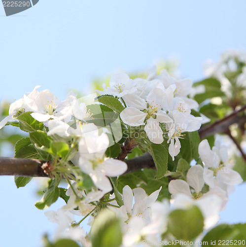 Image of apple blossom