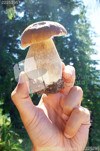 Image of mushroom