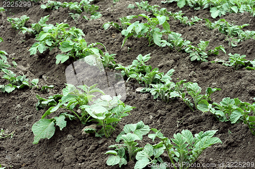 Image of potato field