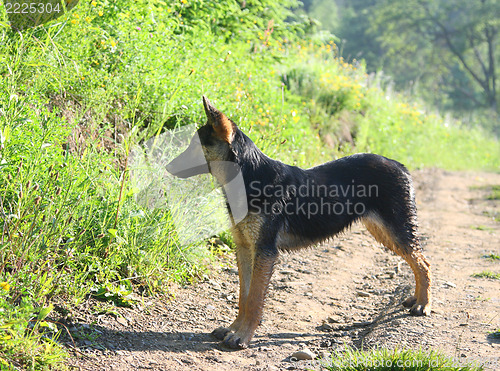 Image of little Shepherd