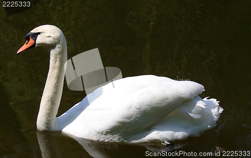 Image of Swan 