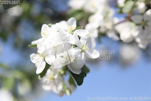 Image of apple blossom