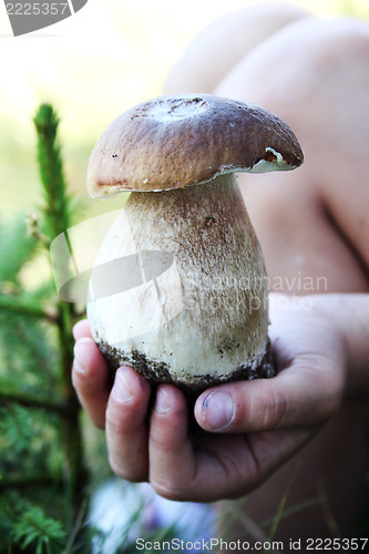 Image of mushroom