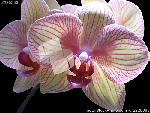 Image of Orchid
