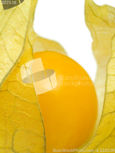 Image of Physalis