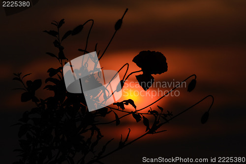 Image of  red poppies 