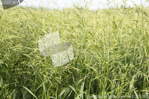 Image of large green grass