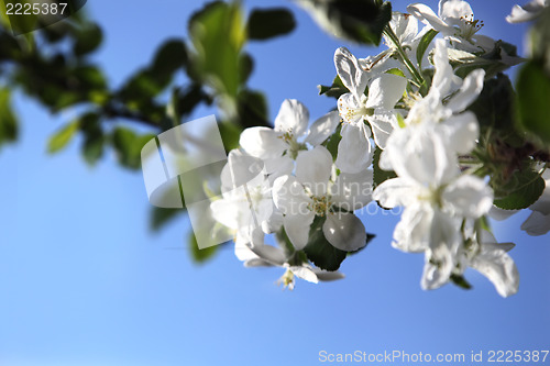 Image of Apple