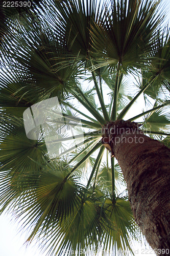 Image of Palm 