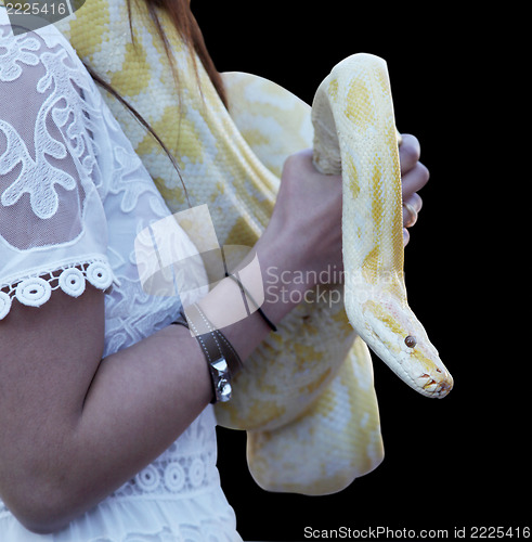 Image of  yellow python 