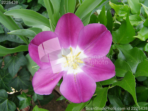 Image of purple flower