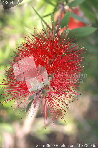 Image of red  flower