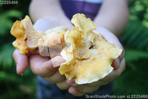 Image of chanterelle mushroom