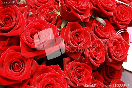 Image of roses