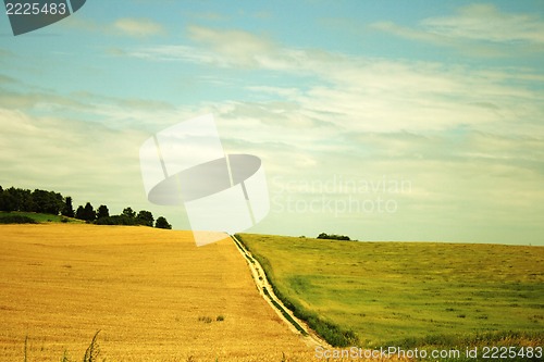 Image of Wheaten field 