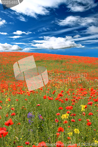 Image of red poppies