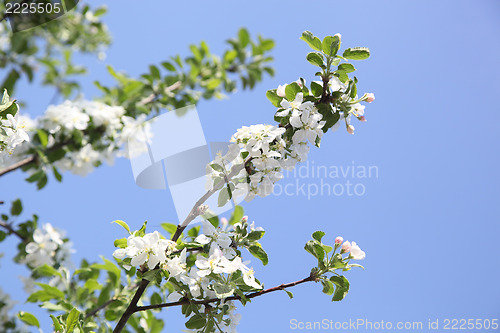 Image of Apple