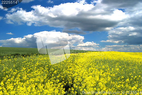 Image of rape field