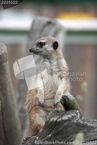 Image of Suricata