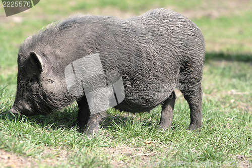 Image of  pig 