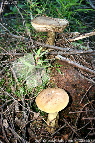 Image of white fungus