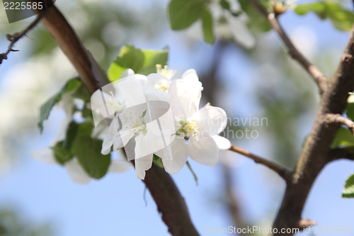 Image of apple blossom