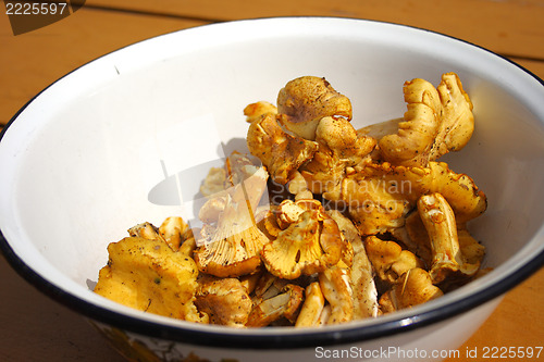 Image of chanterelle mushroom