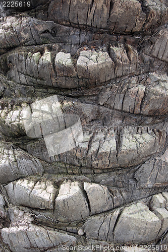 Image of Palm 