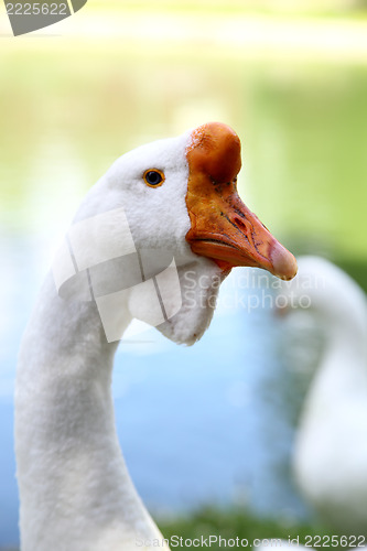 Image of Goose 