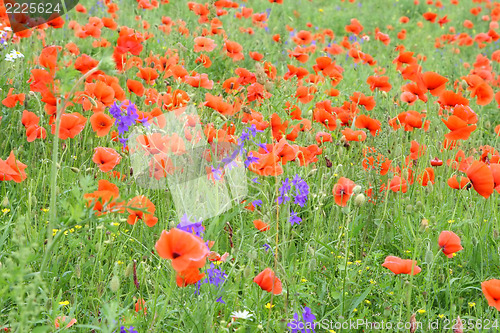 Image of red poppies