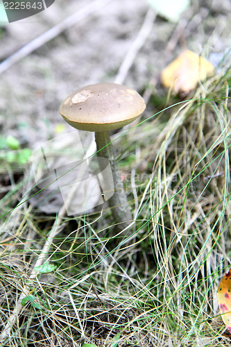 Image of Mushrooms