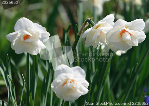 Image of Daffodil Flower