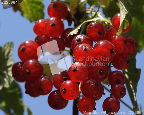 Image of Red currant